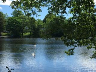 Birds in the water of a small pond on a sunny day.