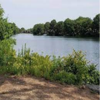 whitings pond with green vegetation