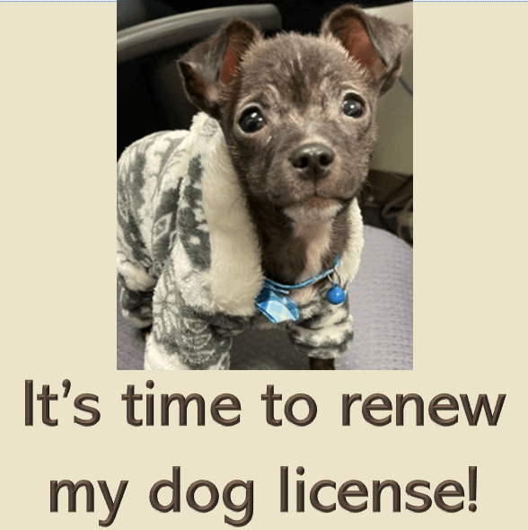 axel the chihuahua mix