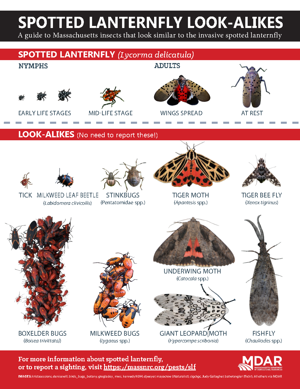 SLFLook-AlikeSheetCombined_Page1