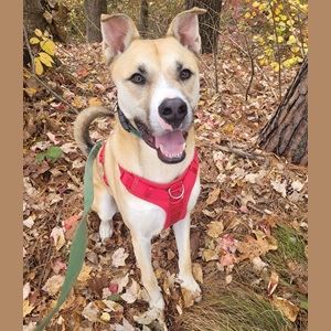 tan shepherd husky mix