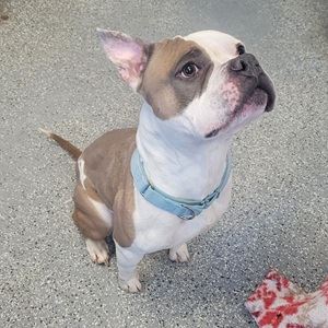 whiite and brown pitbull