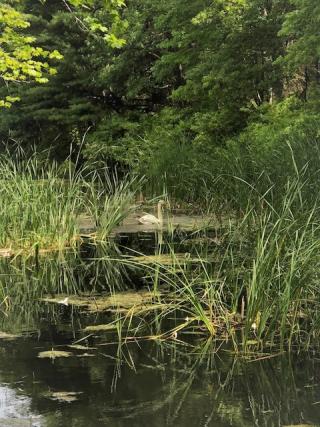 Swan in the fish hatchery surrounded by green trees.